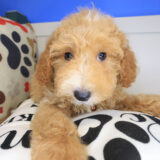 Bramble Mini Poodle 01