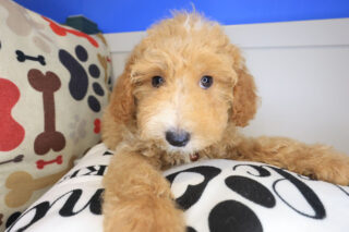 Bramble Mini Poodle 01