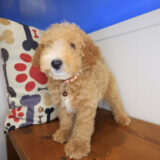 Bramble Mini Poodle 02