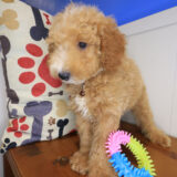 Bramble Mini Poodle 03