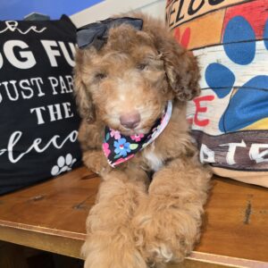 Brie Poodle 01