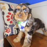 Carly Cocker Spaniel 01