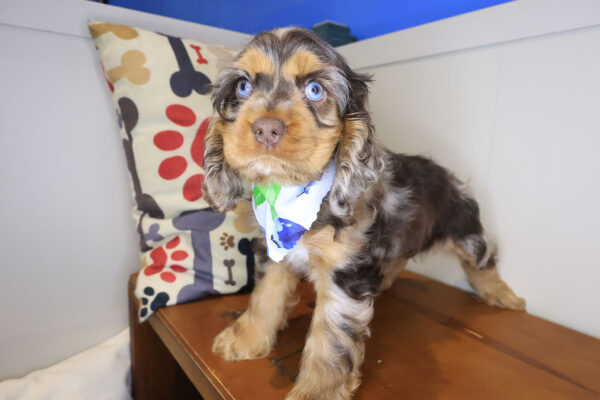 Carly Cocker Spaniel 01