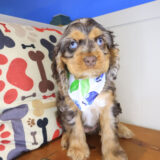 Carly Cocker Spaniel 02