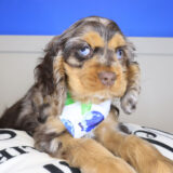Carly Cocker Spaniel 03