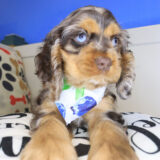 Carly Cocker Spaniel 04