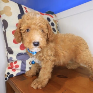 Carmela Mini Poodle 01