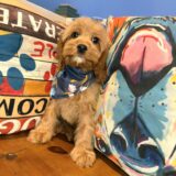 Chickadee Cavapoo 01