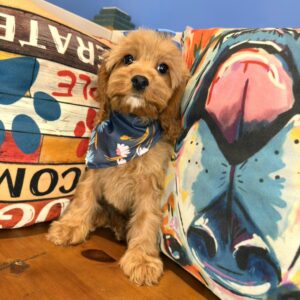 Chickadee Cavapoo 01