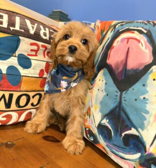 Chickadee Cavapoo 01