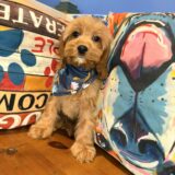 Chickadee Cavapoo 03