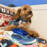 Chickadee Cavapoo 04