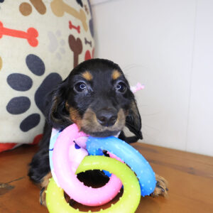 Chiquita Dachshund 01