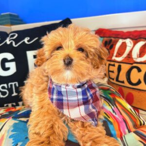 Coyote Maltipoo 01