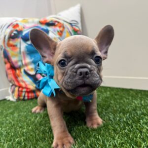 Crystal French Bulldog 01
