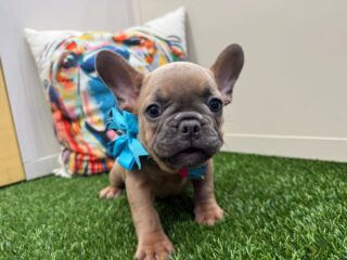 Crystal French Bulldog 01