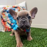 Crystal French Bulldog 03