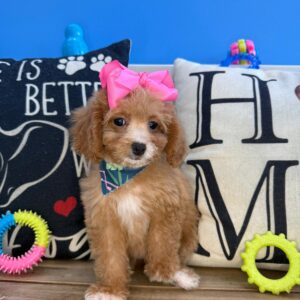 Dallas Cavapoo 01