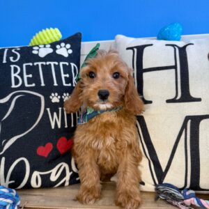 Demi Mini Goldendoodle 01