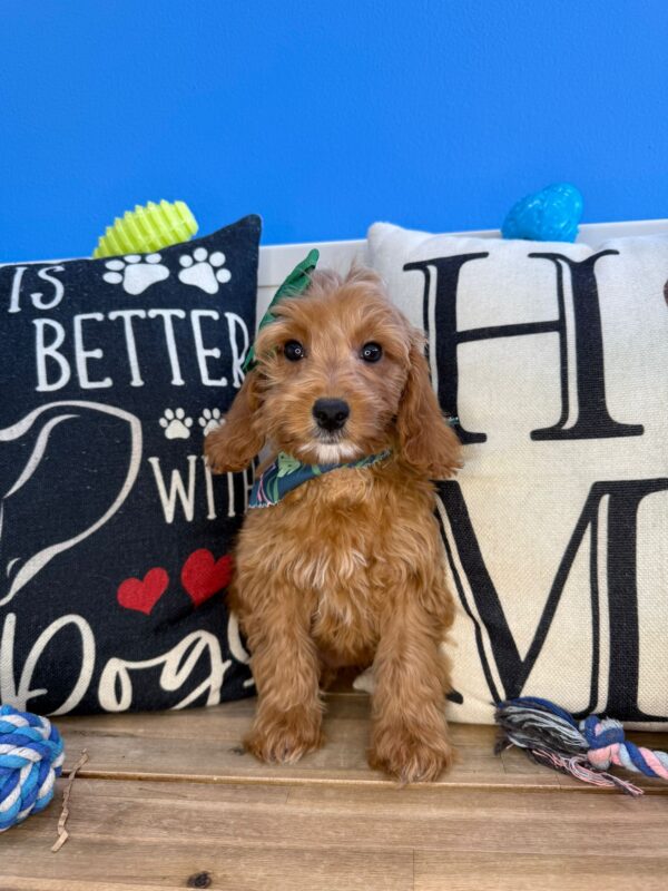 Demi Mini Goldendoodle 01