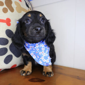 Dimples Dachshund 01
