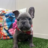 Dimples French Bulldog 01
