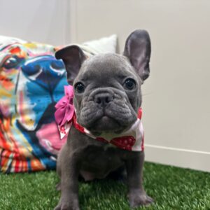 Dimples French Bulldog 01