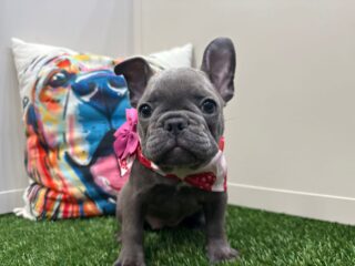 Dimples French Bulldog 01