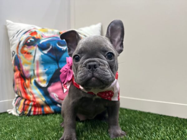 Dimples French Bulldog 01