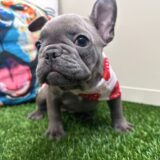 Dimples French Bulldog 02