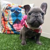 Dimples French Bulldog 03
