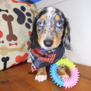 Dougie Dachshund 01