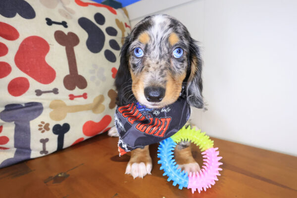 Dougie Dachshund 01