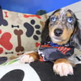 Dougie Dachshund 02
