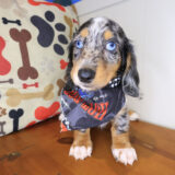 Dougie Dachshund 03