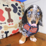 Dougie Dachshund 04