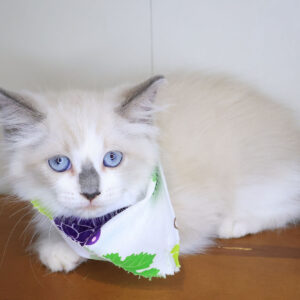 Duchess Ragdoll 01