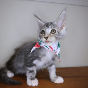 Eclipse Maine Coon 01