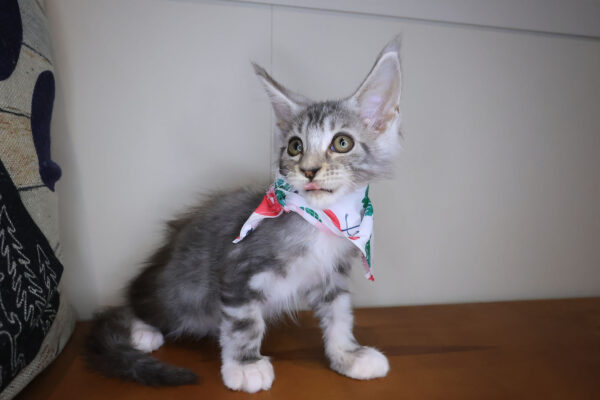 Eclipse Maine Coon 01