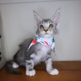 Eclipse Maine Coon 03