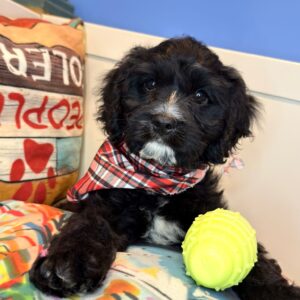 Elijah Cavapoo 01