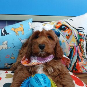 Ethel Goldendoodle 01