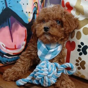 Ewan Poodle 01