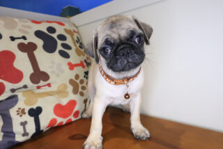 Ezra Pug 01
