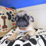 Ezra Pug 02