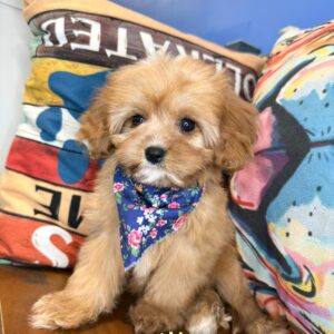 Fancy Pants Cavapoo 01