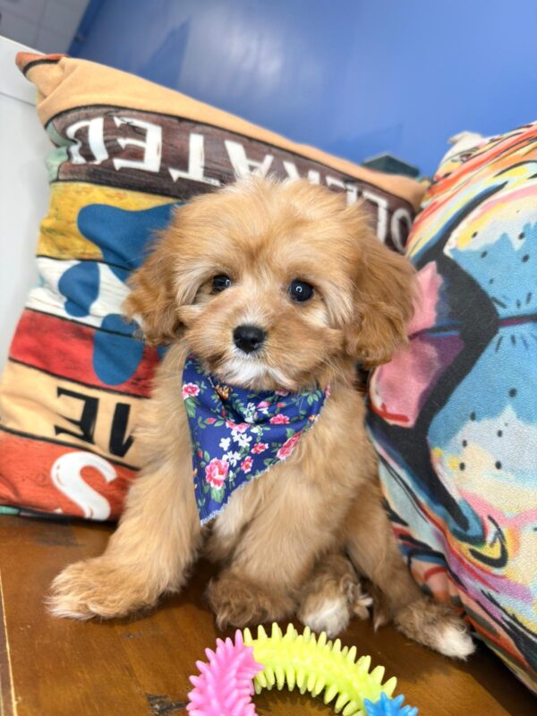 Fancy Pants Cavapoo 01