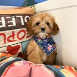 Fancy Pants Cavapoo 02