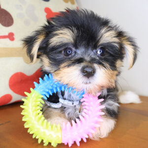 Fennel Morkie 01