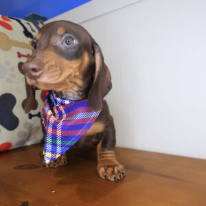Freddie Dachshund 01